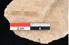Foto (Detailansicht) von Puccinites zosterae Ettingshausen (NHMW-GEO-2024-0188-6633)